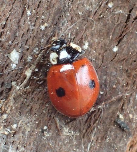 Réf. 221 775 : Adalia bipunctata bipunctata